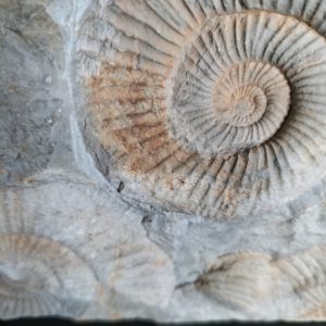Plaque d'ammonites fossiles du jurassique. 19x13cm.